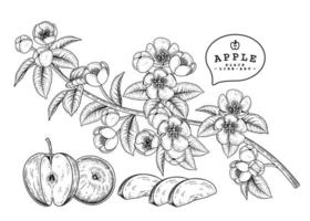 Whole half slice and branch of apple flowers Hand drawn Botanical illustrations decorative set
