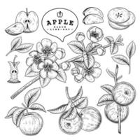 Whole half slice and branch of apple with fruits and flowers Hand drawn sketch Botanical illustrations decorative set vector