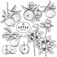 Whole half slice and branch of apple with fruits and flowers Hand drawn Botanical illustrations decorative set vector