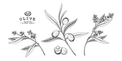 Branch of olive with fruits and flowers Hand drawn Sketch Botanical illustrations decorative set vector