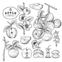 Whole half slice and branch of apple with fruits and flowers Hand drawn Botanical illustrations decorative set vector