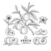 Media rebanada entera de flores y rama de manzana con frutas conjunto decorativo de ilustraciones botánicas dibujadas a mano vector