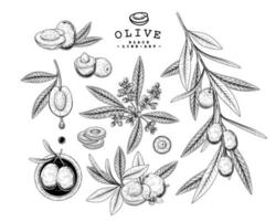 Whole half slice and branch of olive with fruits and flowers Hand drawn Sketch Botanical illustrations decorative set vector