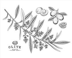 Whole half slice and branch of olive with flowers Hand drawn Sketch Botanical illustrations decorative set vector