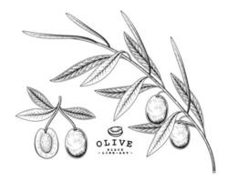 Branch of olive with fruits Hand drawn Sketch Botanical illustrations decorative set vector