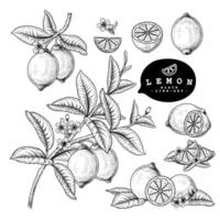 Whole half slice and branch of Lemon with fruits and flowers Hand drawn Sketch Botanical illustrations decorative set vector