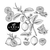 Whole half slice and branch of Lemon with fruits and flowers Hand drawn Sketch Botanical illustrations decorative set vector