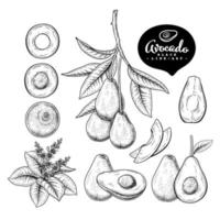 Whole half slice and branch of Avocado with fruits and flowers Hand drawn Sketch Botanical illustrations decorative set vector