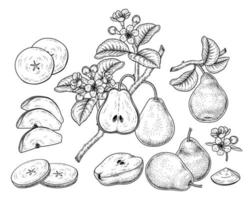 Whole half slice and branch of pear with fruits leaves and flowers Hand drawn Sketch Botanical illustrations decorative set vector