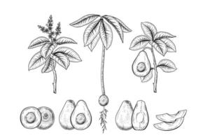 Whole half slice and branch of Avocado with fruits leaves and flowers Hand drawn Sketch Botanical illustrations decorative set vector