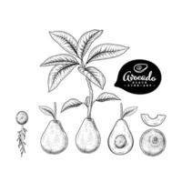 Whole half slice and seed of Avocado Hand drawn Sketch Botanical illustrations decorative set vector