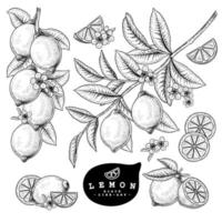 Whole half slice and branch of Lemon with fruits and flowers Hand drawn Sketch Botanical illustrations decorative set vector