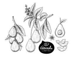 Whole half slice and branch of Avocado with fruits leaves  and flowers Hand drawn Sketch Botanical illustrations decorative set