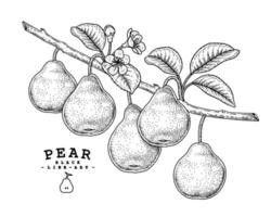 Branch of pear with fruits leaves and flowers Hand drawn Sketch Botanical illustrations decorative set vector