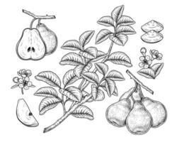 Whole half slice fruits flowers and branch of pear with leaves Hand drawn Sketch Botanical illustrations decorative set vector