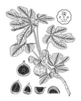 media rodaja entera y rama de higo con frutas y hojas boceto dibujado a mano ilustraciones botánicas conjunto decorativo vector