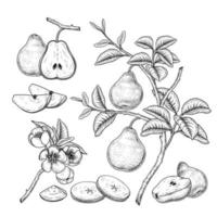 Whole half slice and branch of pear with fruits leaves and flowers Hand drawn Sketch Botanical illustrations decorative set vector