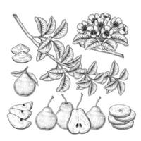 Whole half slice fruits and branch of pear with leaves and flowers Hand drawn Sketch Botanical illustrations decorative set vector