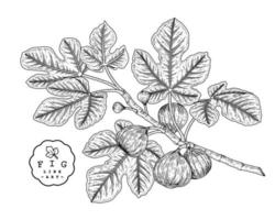 Branch of fig with fruits and leaves Hand drawn Sketch Botanical illustrations decorative set vector