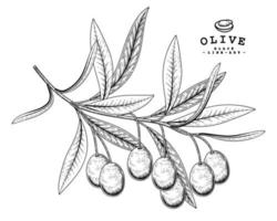 Branch of olive with fruits Hand drawn Sketch Botanical illustrations decorative set vector