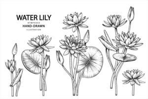 Water lily flower Hand Drawn Sketch Botanical Illustrations decorative set vector