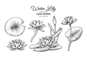 Water lily flower Elements Hand Drawn Sketch Botanical Illustrations vector