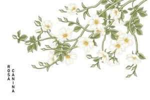 Branch of White Dog rose or Rosa canina with flower and leaves Hand Drawn Botanical Illustrations vector