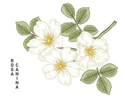 Branch of White Dog rose or Rosa canina with flower and leaves Hand Drawn Botanical Illustrations vector