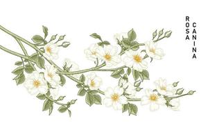 Branch of White Dog rose or Rosa canina with flower and leaves Hand Drawn Botanical Illustrations vector