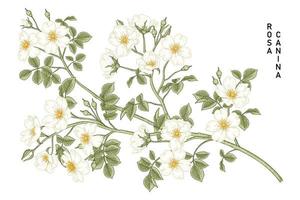 Branch of White Dog rose or Rosa canina with flower and leaves Hand Drawn Botanical Illustrations vector