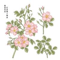 Branch of Pink Dog rose or Rosa canina with flower and leaves Hand Drawn Botanical Illustrations decorative set vector