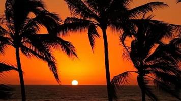 Tropical palm trees sway in wind at sunset video