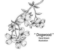 Branch of Dogwood with flower and leaves Hand Drawn Sketch Botanical Illustrations vector