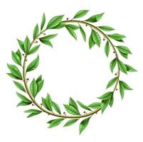 Tree twig laurel wreath with green leaves vector