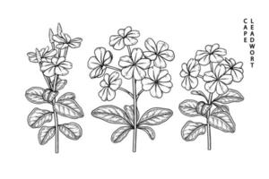 Plumbago auriculata or Cape Leadwort flower Hand Drawn Sketch Elements Botanical Illustrations Decorative set vector