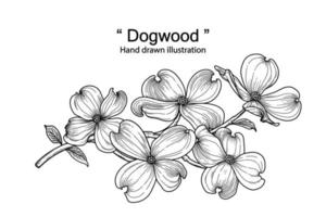 Branch of Dogwood with flower and leaves Hand Drawn Sketch Botanical Illustrations vector