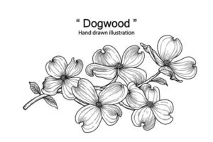 Branch of Dogwood with flower and leaves Hand Drawn Sketch Botanical Illustrations vector