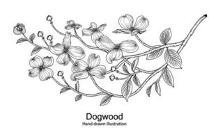 Branch of Dogwood with flower and leaves Hand Drawn Sketch Botanical Illustrations vector