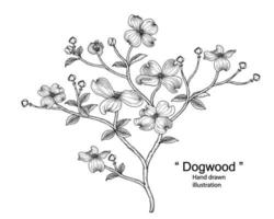 Branch of Dogwood with flower and leaves Hand Drawn Sketch Botanical Illustrations vector