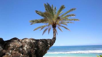 palmboom hangt over mooi tropisch strand