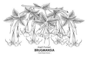 Branch of Angel Trumpet or Brugmansia With flowers and leaves Hand drawn Botanical Illustrations vector