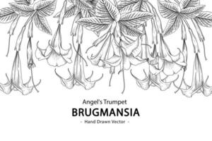 Angel Trumpet flower or Brugmansia Hand drawn Botanical Illustrations vector