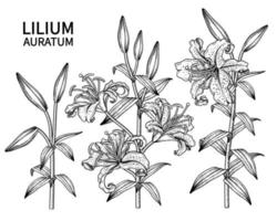 Branch of Golden rayed Lily or Lilium auratum flower Hand Drawn sketch Botanical Illustrations Decorative set vector