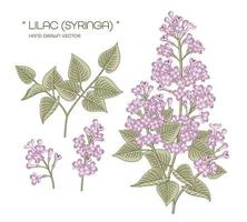 syringa vulgaris púrpura o flor lila común elementos dibujados a mano vintage vector