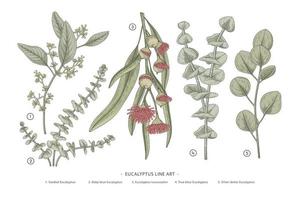 Branch of Eucalyptus Decorative set hand drawn botanical elements illustrations vector