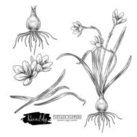 Rain lily flower Hand Drawn Sketch Elements Botanical Illustrations Decorative set vector