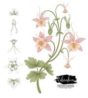 Branch of Pink Columbine with flowers and leaves Vintage Hand Drawn Botanical Illustrations vector