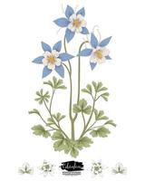 Branch of Blue Columbine with flowers and leaves Vintage Hand Drawn Botanical Illustrations vector