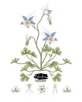 Branch of Blue Columbine with flowers and leaves Vintage Hand Drawn Botanical Illustrations vector