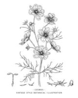 Cosmos flower Hand Drawn Sketch Botanical Elements Illustrations decorative set vector